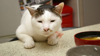 4の付く日は、ヨウカンさんの日。