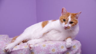 お話聞きましょうか。