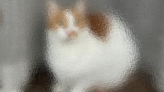 おいちゃん、ホレホレ