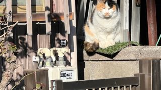 おひさま、気持ちいい｡