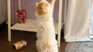 コラ！おかき！